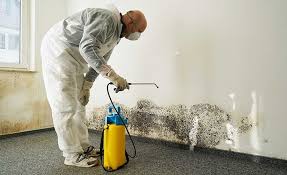 Professional Mold Removal & Remediation in Calvert City, KY